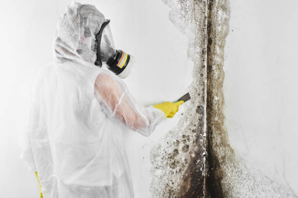 Certified Mold Removal in La Habra Heights, CA