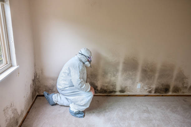 Best Attic Mold Removal  in La Habra Heights, CA