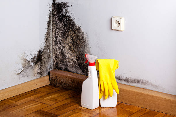 Best Local Mold Removal Service  in La Habra Heights, CA