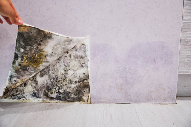 Best Mold Remediation  in La Habra Heights, CA